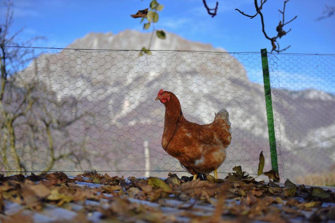 Photo of Others in Tolmin