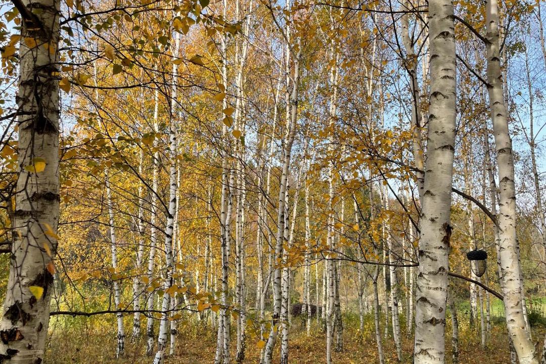 Photo of Others in Pieszyce