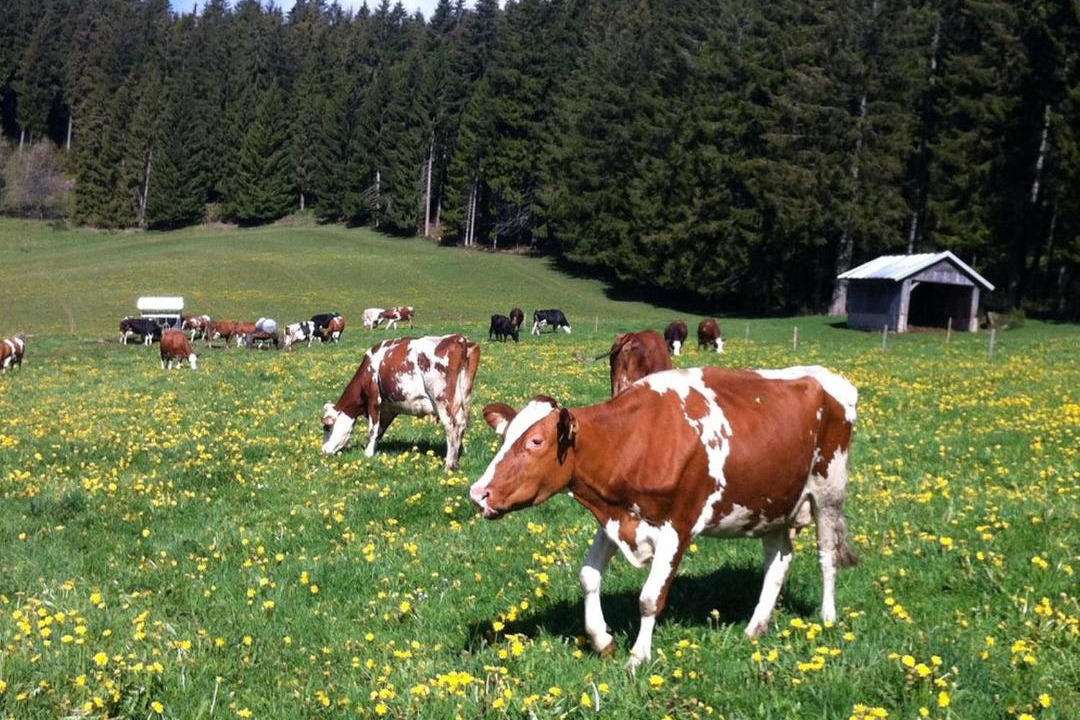 Photo of Others in Schollach