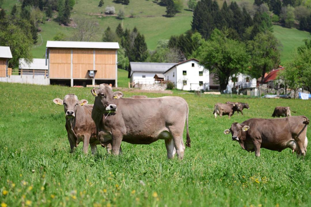 Photo of Others in Tolmin