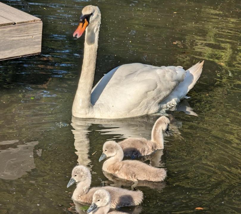 Photo of Others in Richmond-upon-Thames