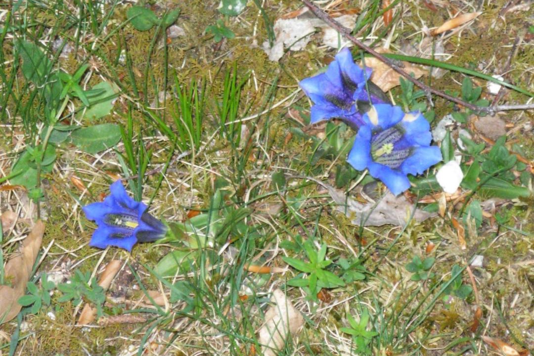 Photo of Others in Mojstrana