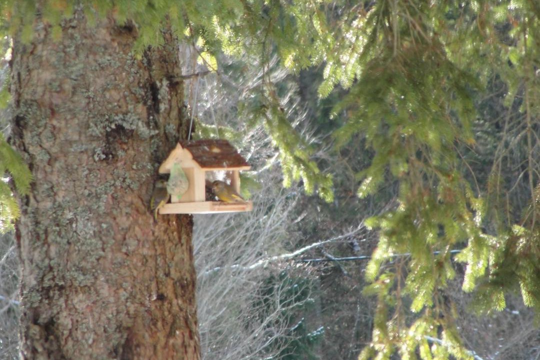 Photo of Others in Mojstrana