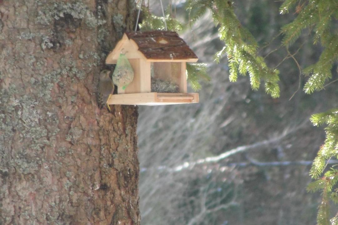 Photo of Others in Mojstrana