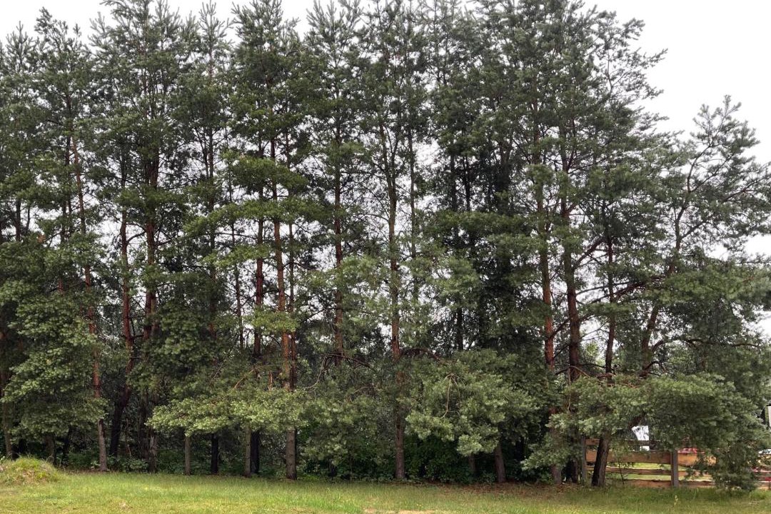 Photo of Outdoor in Siemiany