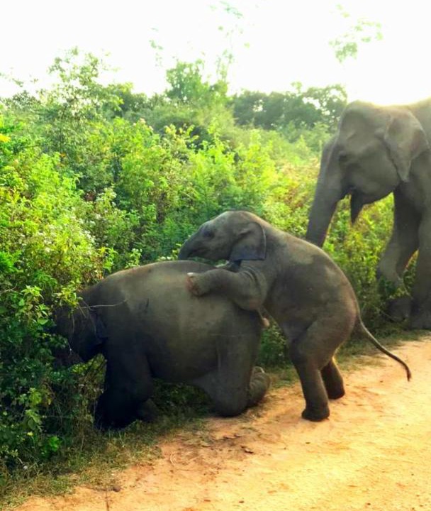 Photo of Others in Sevanagala