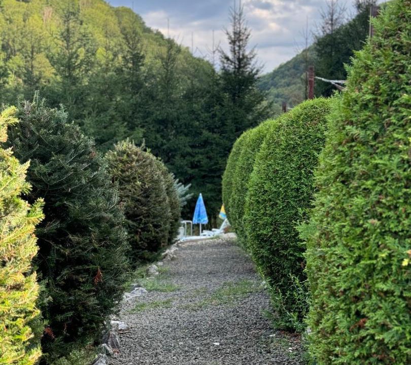 Photo of Outdoor in Vata de Jos