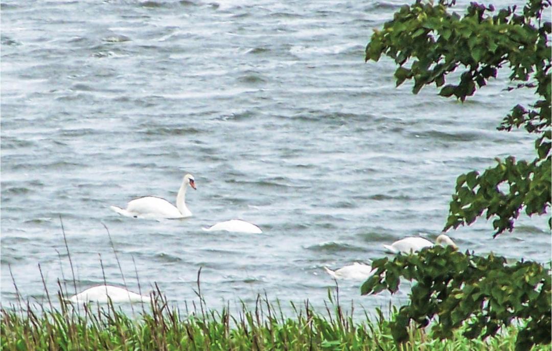 Photo of Others in gmina Sianow