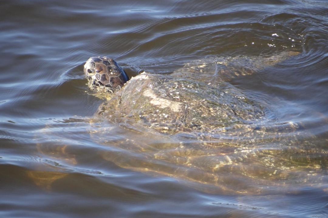 Photo of Others in Guaratuba