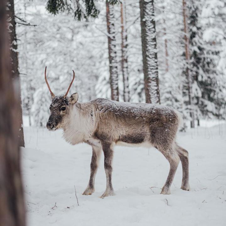 Photo of Others in Tornio