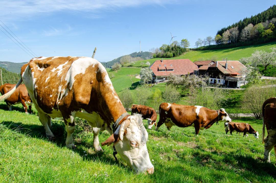Photo of Others in Muehlenbach