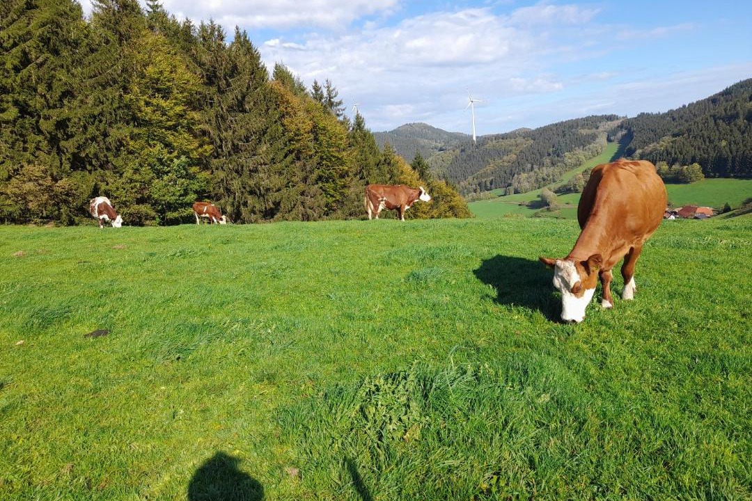 Photo of Others in Muehlenbach