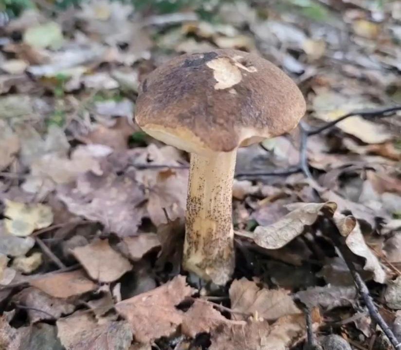 Photo of Others in New Forest District
