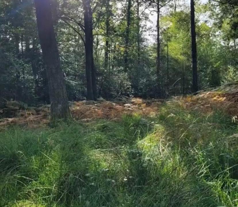 Photo of Others in New Forest District