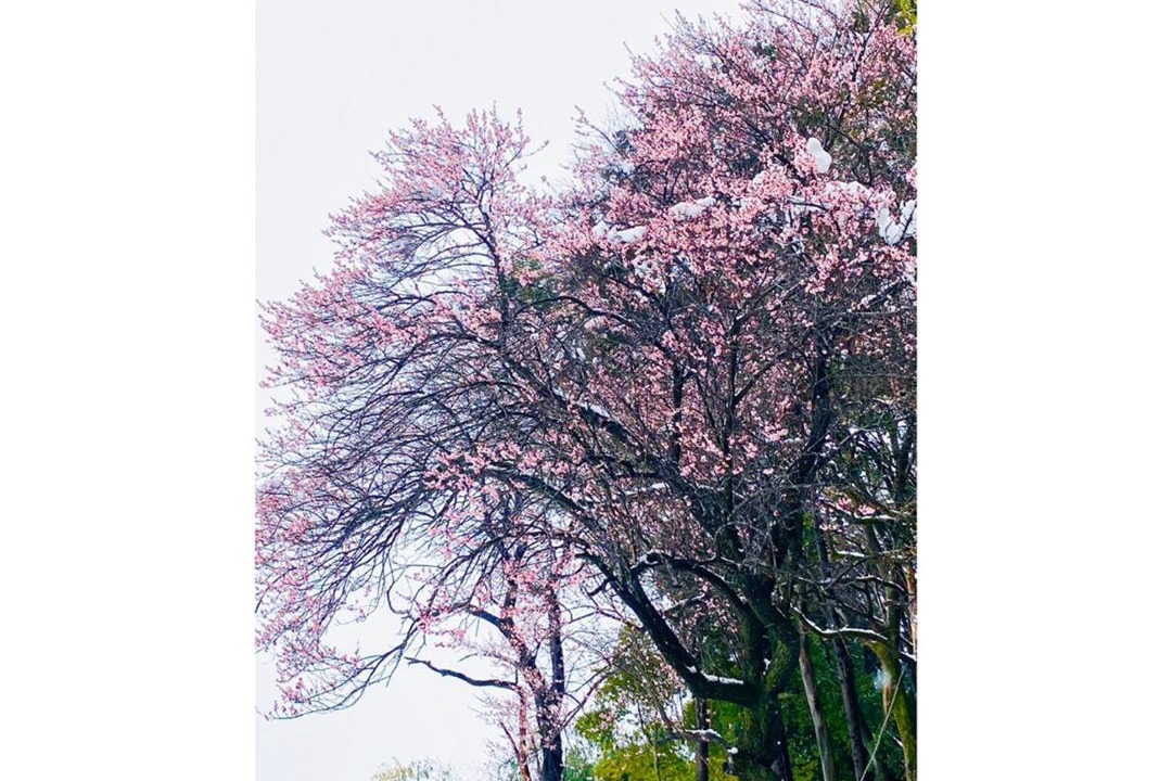 Photo of Others in Koga