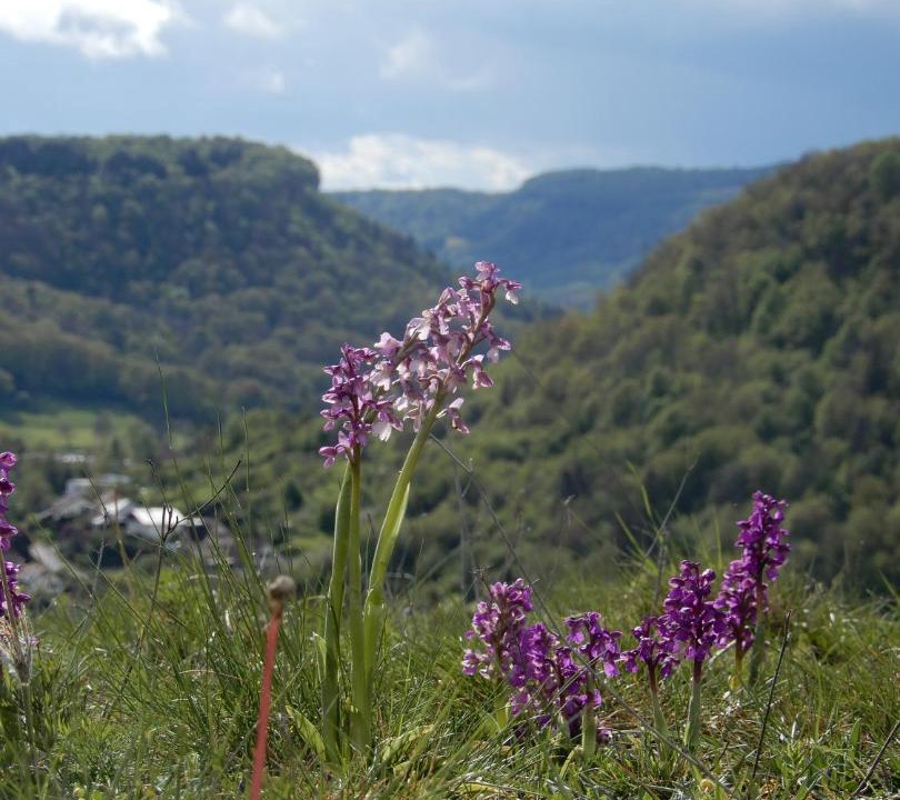 Photo of Others in Ornans
