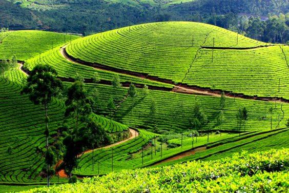 Photo of Others in Idukki