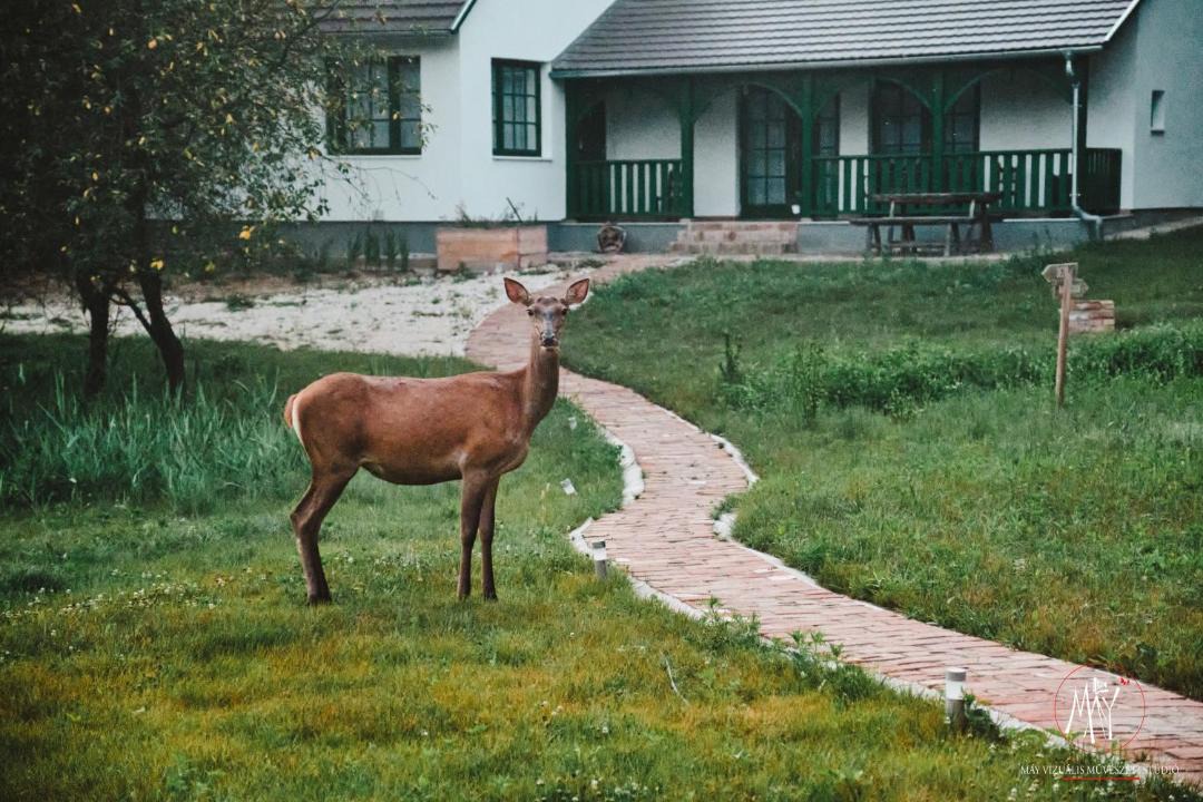 Photo of Others in Kotcse
