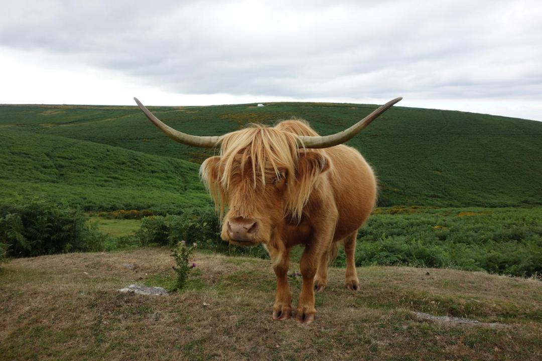Photo of Others in Moretonhampstead