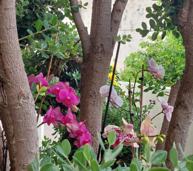 Photo of Others in Jardim do Mar