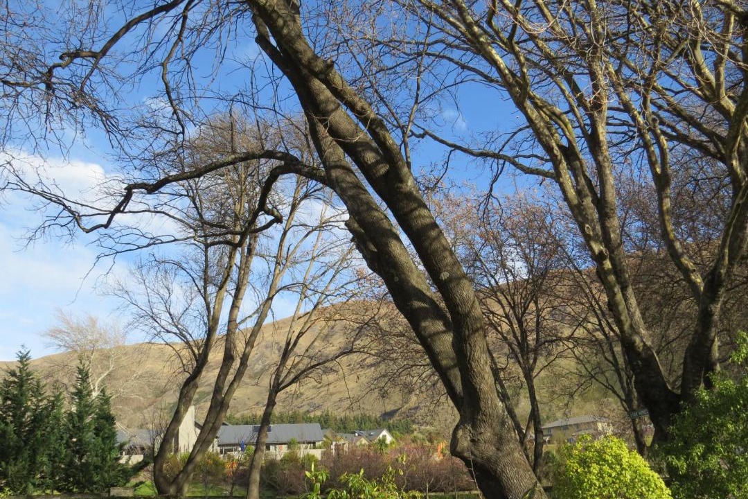 Photo of Others in Wanaka