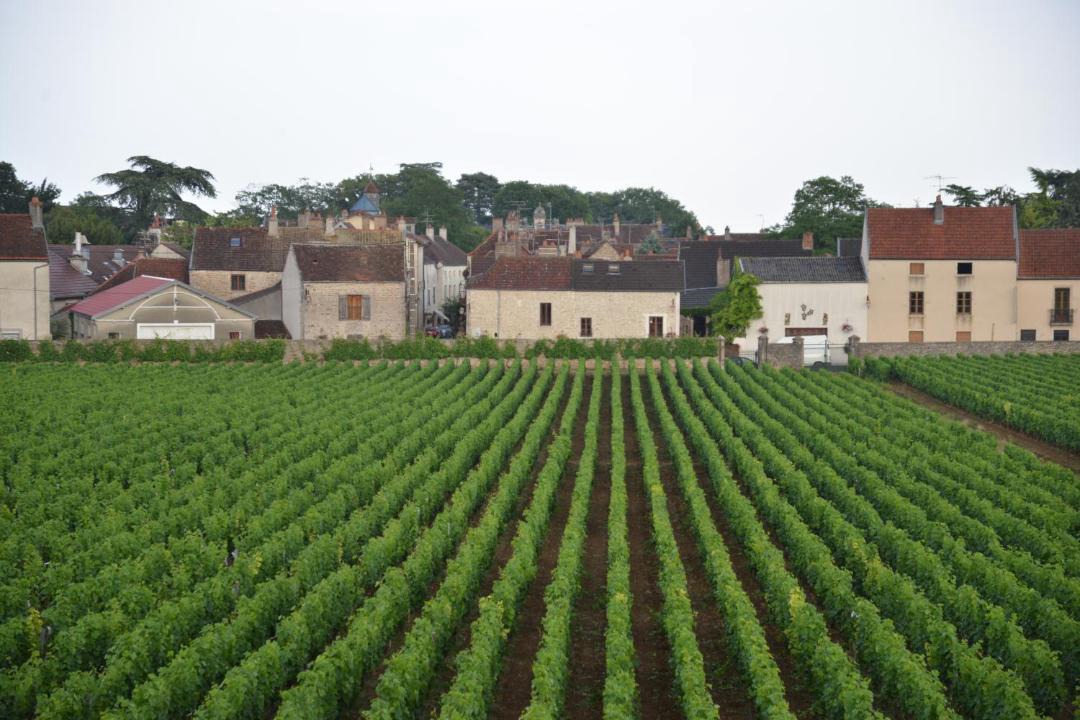 Photo of Others in Gevrey-Chambertin