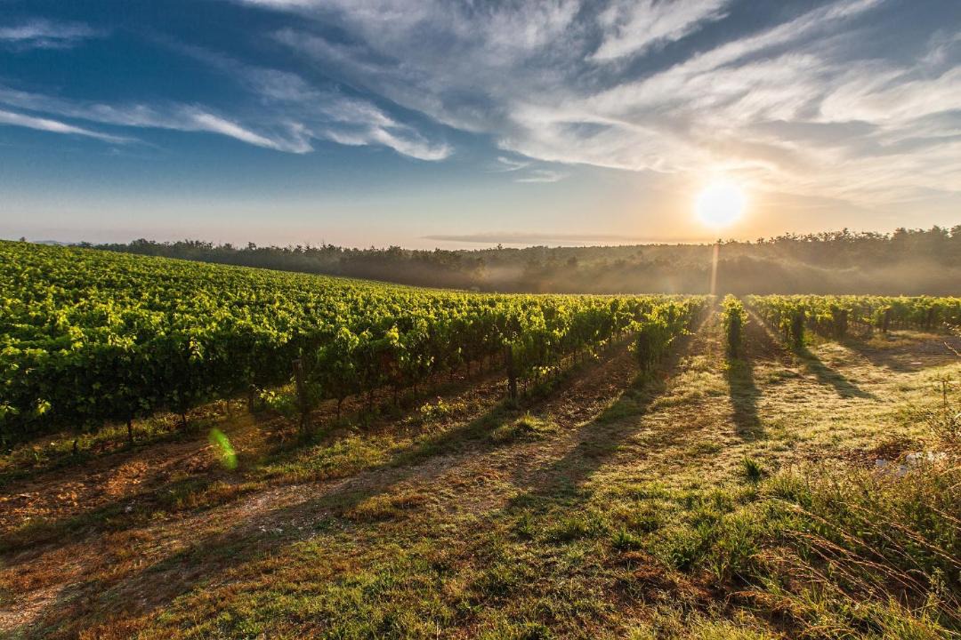 Photo of Outdoor in Nuits-Saint-Georges