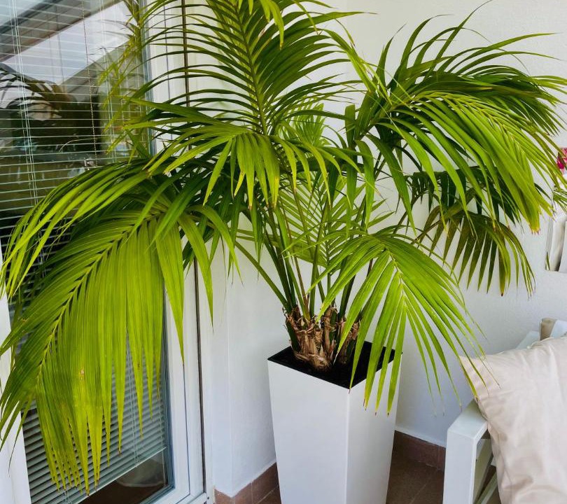 Photo of Patio Balcony in Strunjan