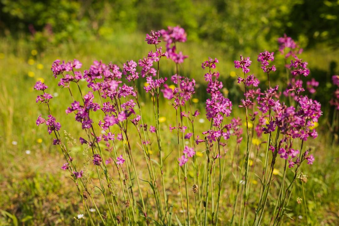 Photo of Outdoor in Szemud