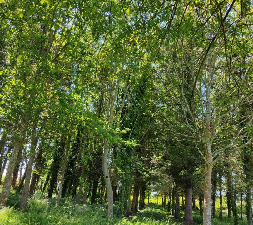 Photo of Outdoor in Locquirec