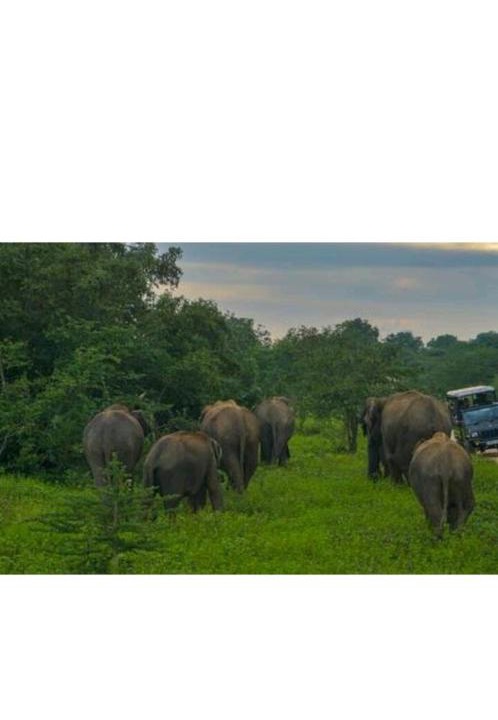 Photo of Others in Sigiriya