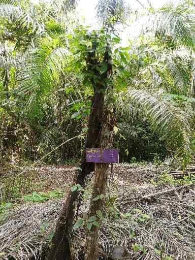 Photo of Others in Parrita