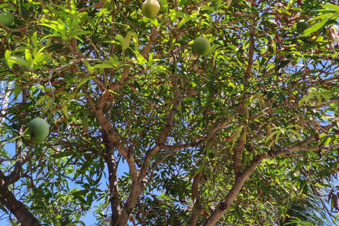 Photo of Outdoor in Colonia de Pescadores