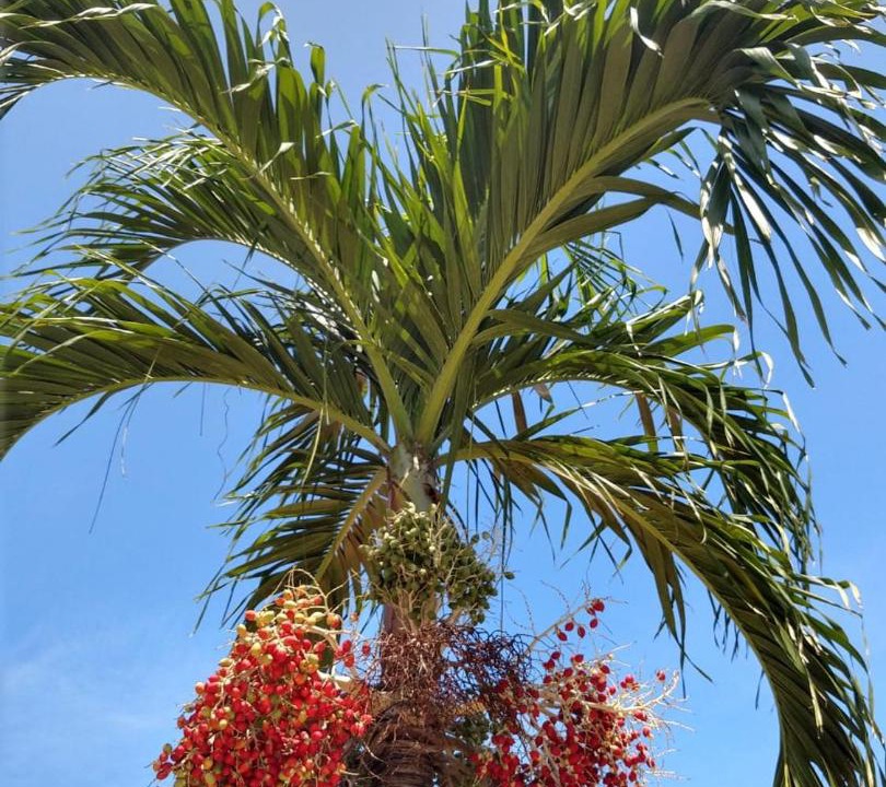 Photo of Outdoor in Colonia de Pescadores