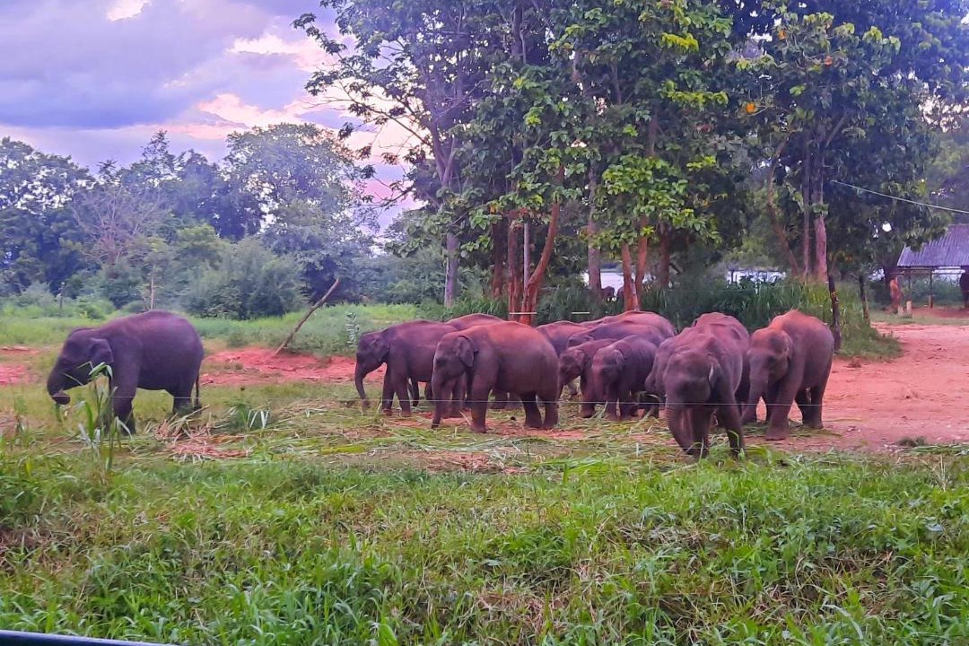 Photo of Others in Udawalawa
