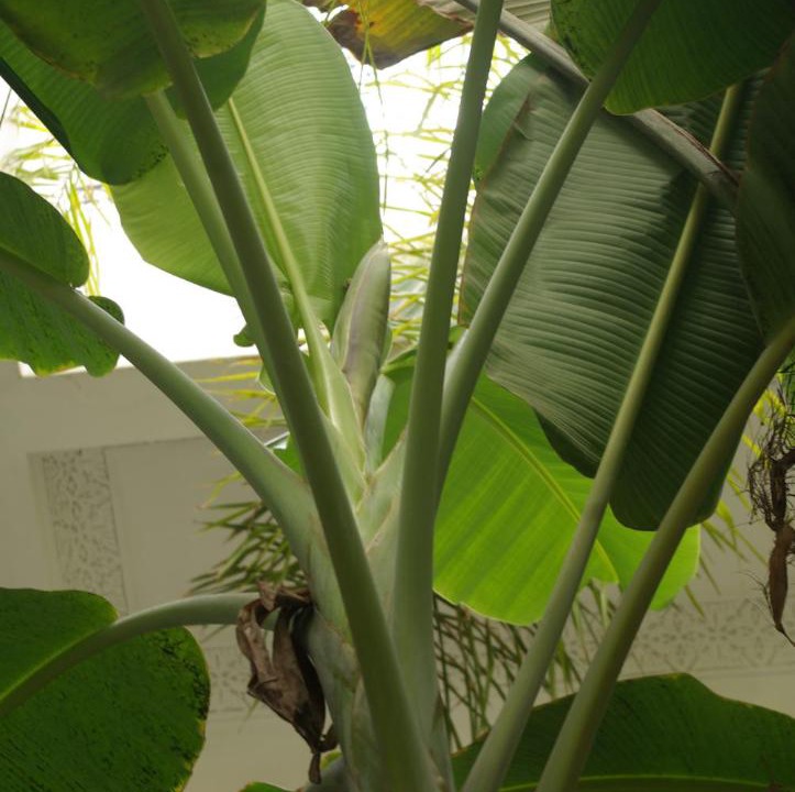 Photo of Patio Balcony in Bab Doukkala