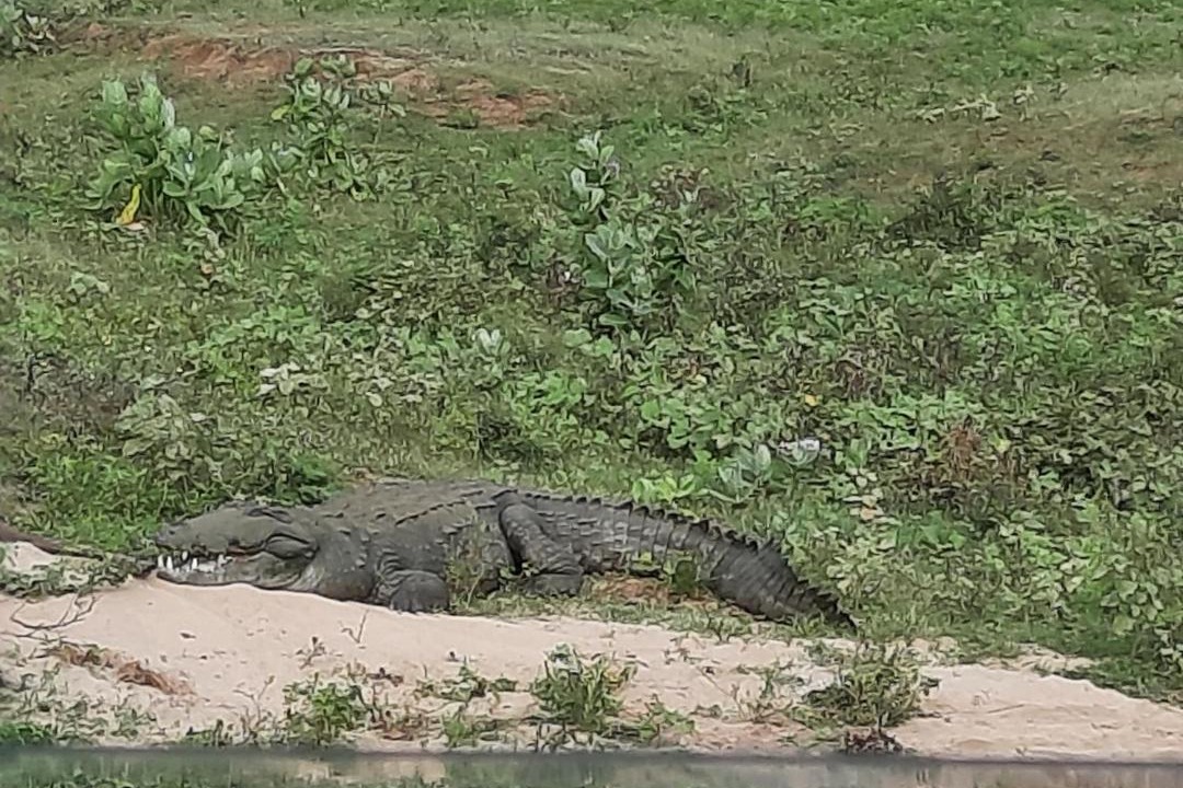 Photo of Others in Udawalawa