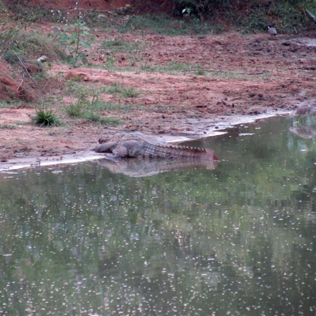 Photo of Outdoor in Udawalawa