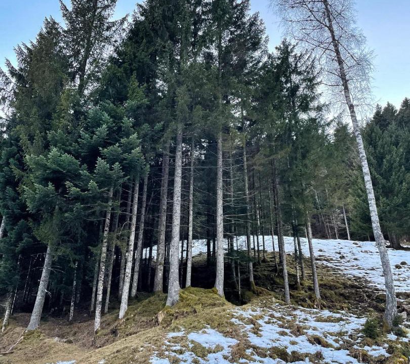 Photo of Others in Pohorje