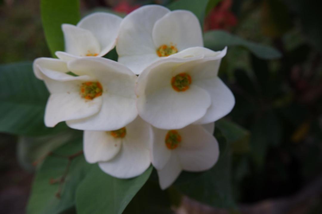 Photo of Outdoor in Champasak