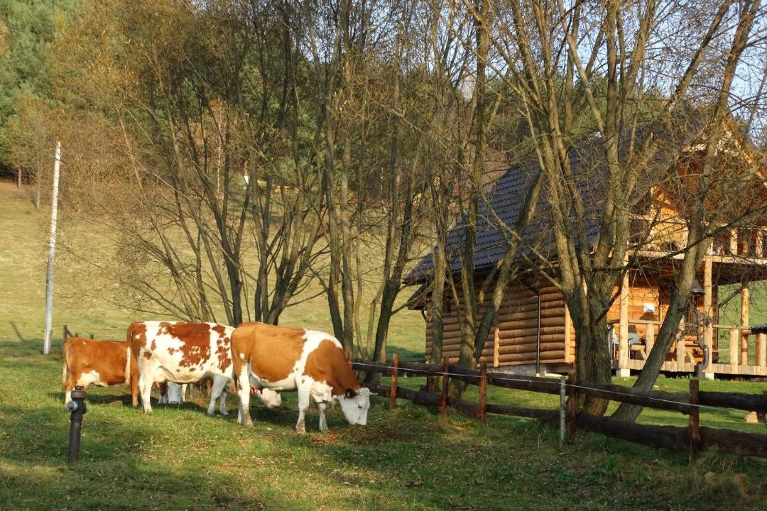 Photo of Others in Rabe