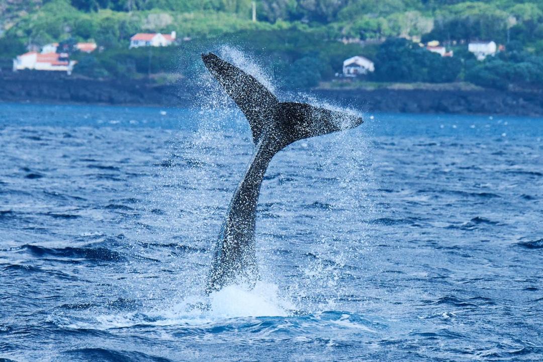 Photo of Outdoor in Lajes do Pico