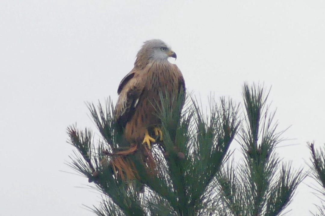Photo of Human In Picture in Arizgoiti