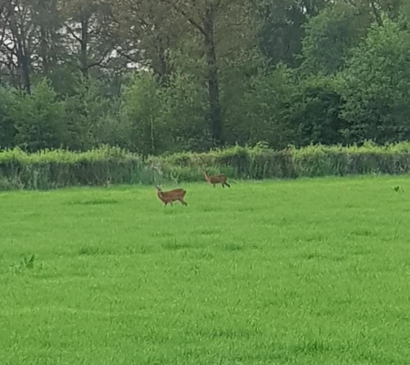 Photo of Outdoor in Almelo