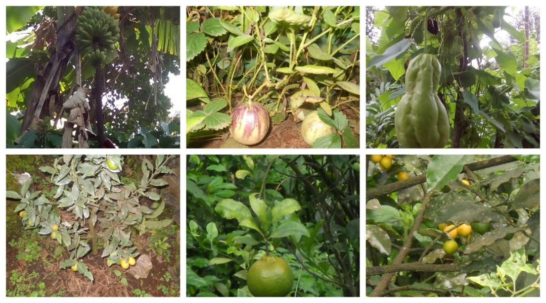 Photo of Outdoor in Kattappana