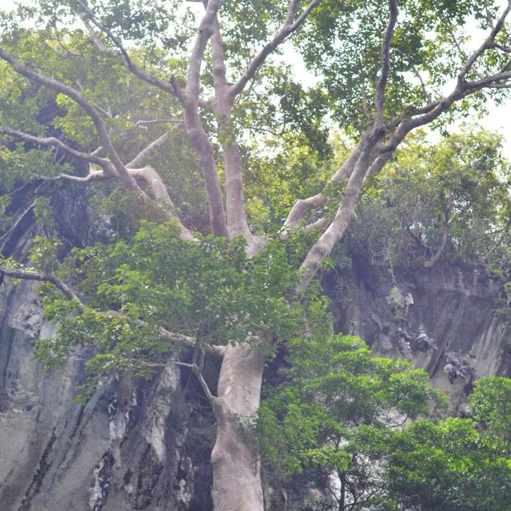 Photo of Others in Thai Chang