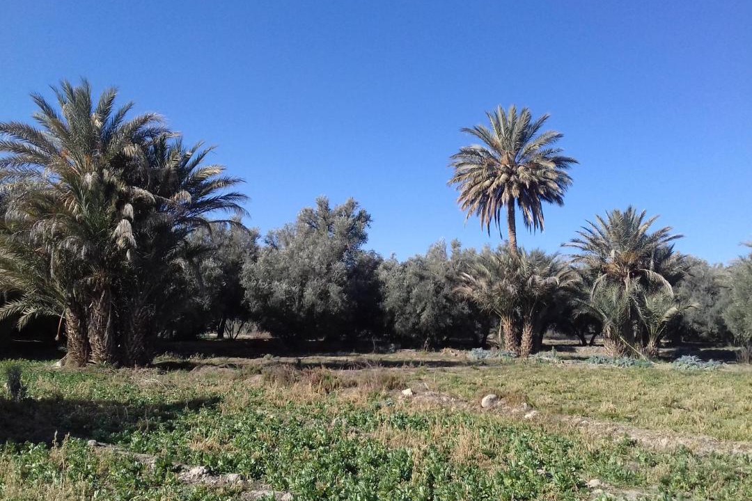 Photo of Outdoor in Chorfa M'Daghra