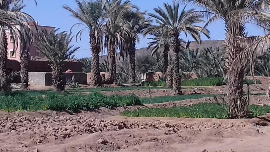 Photo of Others in Chorfa M'Daghra