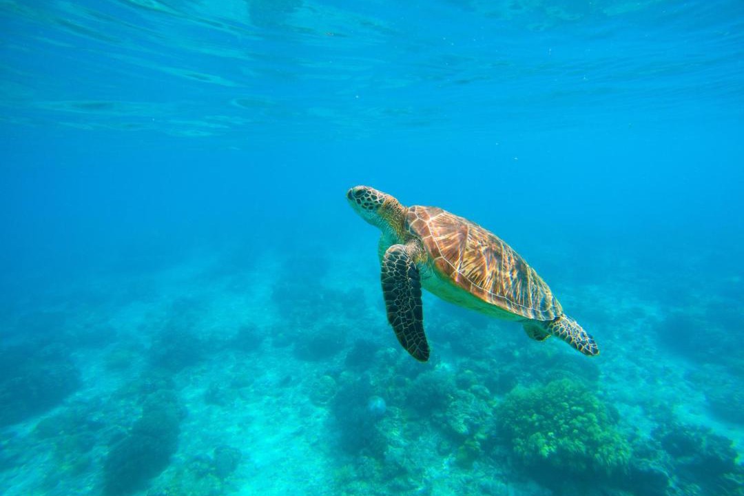 Photo of Others in Maratua Island