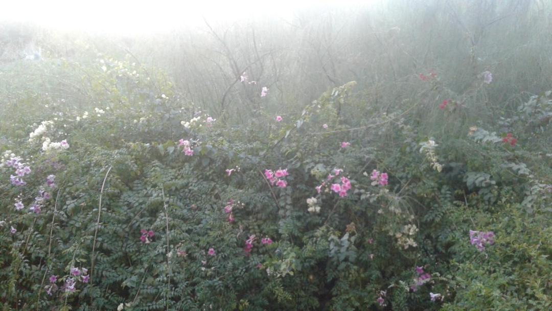 Photo of Outdoor in Daoudiate